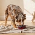 Freeze-Your-Own Dog Treat Bowl