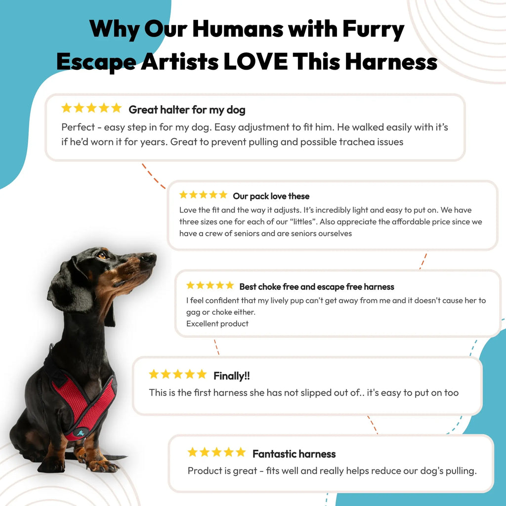Gooby: Comfort X Step-In Lite Dog Harness | Best No-Escape & Choke-Free Step-In Harness for Toy Breeds, Small & Medium Dogs | Ultra-Lightweight | Breathable Mesh | Quick-Dry | Machine Washable