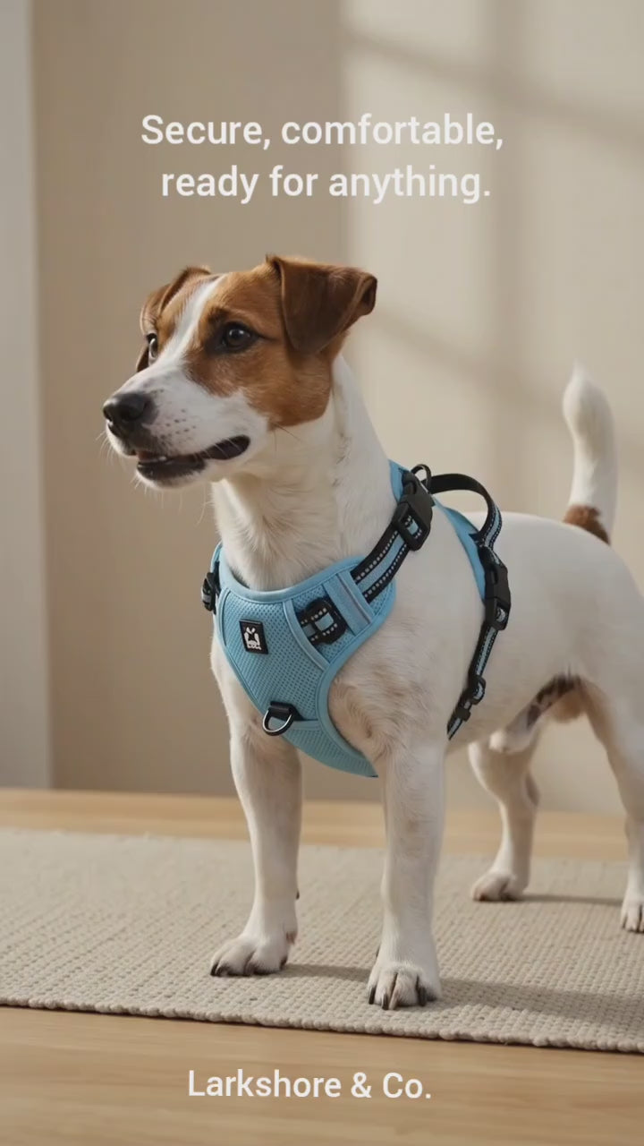 No-Pull Harness